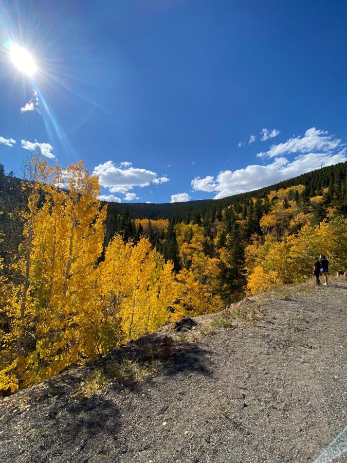 Aspen Trees