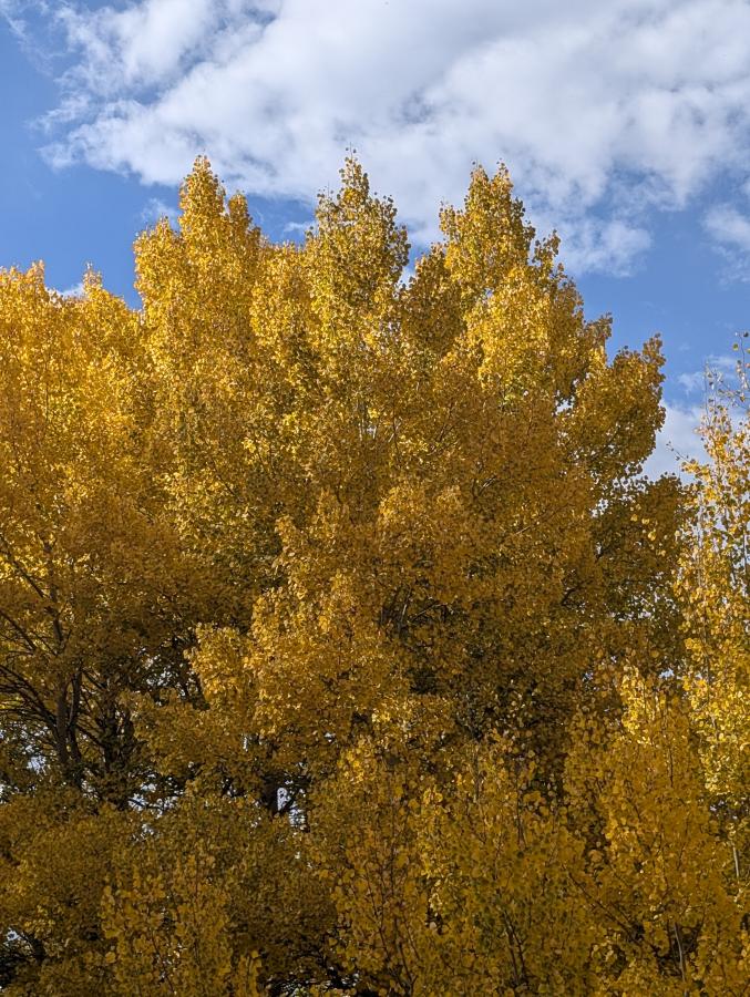 Die Aspen Trees werden schon schön gelb